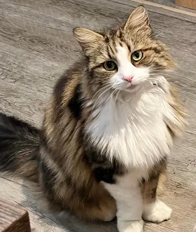 Farewell to Tatlı